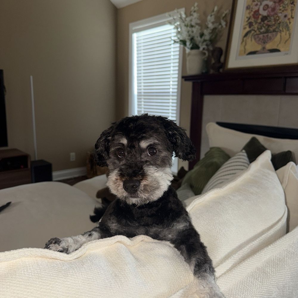 Picture Perfect Grooming - Pet Groomers Near Me - Clarksville, Tennessee Picture Perfect Grooming - Pet Groomers Near Me - Clarksville, Tennessee