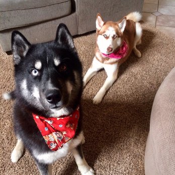 Deena Dee's Mobile Pet Spaw - Both of my babies looking clump free and beautiful! #After - Pet Groomers Near Me - Rancho Cucamonga , California Deena Dee's Mobile Pet Spaw - Both of my babies looking clump free and beautiful! #After - Pet Groomers Near Me - Rancho Cucamonga , California