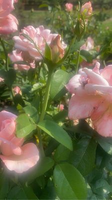 Ritter Park Rose Garden by null