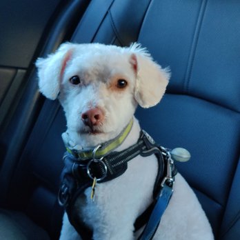 Bark Avenue Pdx - Pet Groomers Near Me - Tigard, Oregon Bark Avenue Pdx - Pet Groomers Near Me - Tigard, Oregon