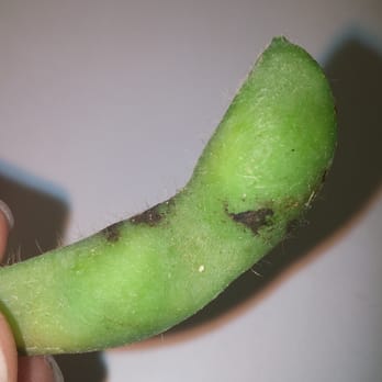 Yummy Thai - Black mold/dirt on Edamame from Yummy Thai in Irving, TX - Thai Near Me - Irving, Texas Yummy Thai - Black mold/dirt on Edamame from Yummy Thai in Irving, TX - Thai Near Me - Irving, Texas