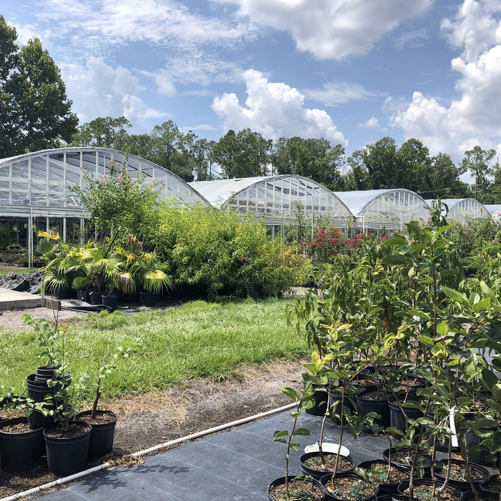 Blue Star Nursery - First 5 greenhouses - Nurseries & Gardening Near Me - Hawthorne, Florida