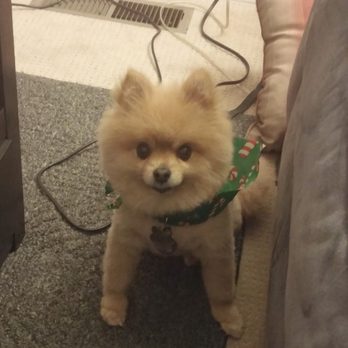 Classy Canine's Wiggle Rumps - How the previous owner would groom him even after bringing him in with long hair. - Pet Groomers Near Me - Castrovalley, California