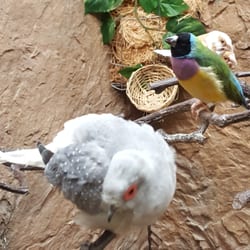 Alden Estates of Skokie - Beautiful birds at Alden.
