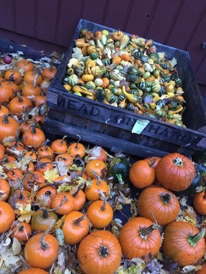 Thompson's Cider Mill and Orchard by null