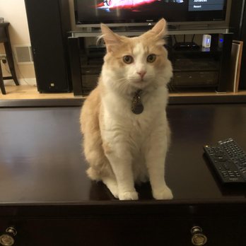 Cats In Tow - Pet Adoption Near Me - Brea, California