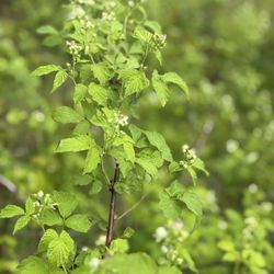 John A Wannemacher Nature Reserve - Black raspberry flowers, 5/14/25.