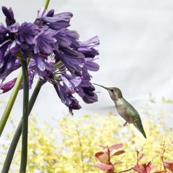 ProGreen Garden Center