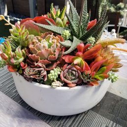 Succulents from Ace Mega! Succulents from Ace Mega!