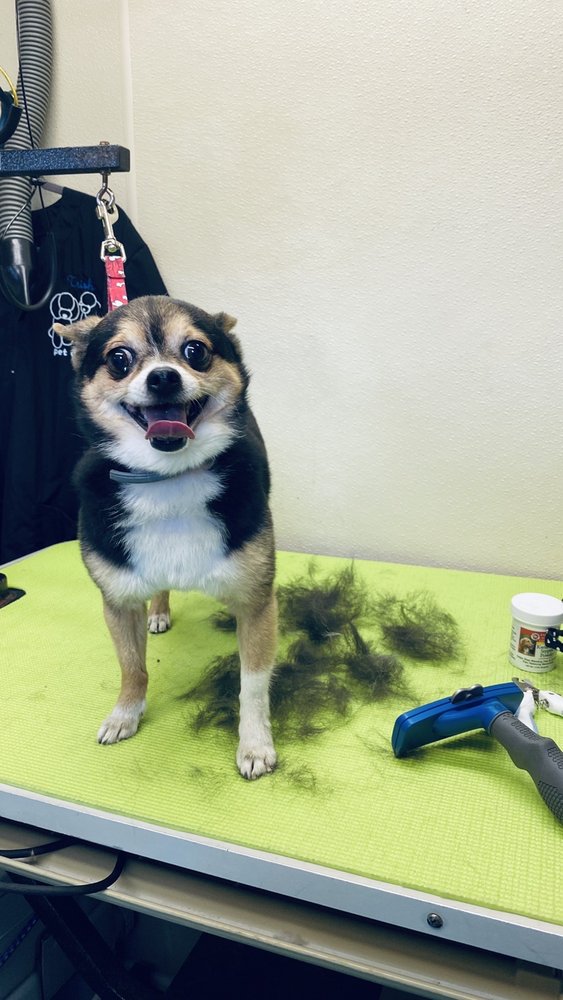 PERFECT POOCH PARADISE MOBILE GROOMING Lakeland, Florida Pet