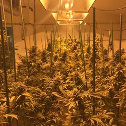 THC Facilities