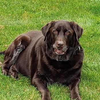 The Good Life For Pets - Pet Hospice Near Me