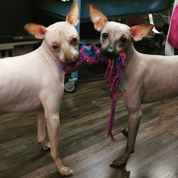 Kennedy Dog Park - @dusty_chantica_dusty_xoloitzcuintli