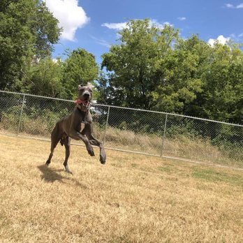 Best Fido Friends - Showing his goofy side - Pet Boarding Near Me - Waco, Texas Best Fido Friends - Showing his goofy side - Pet Boarding Near Me - Waco, Texas