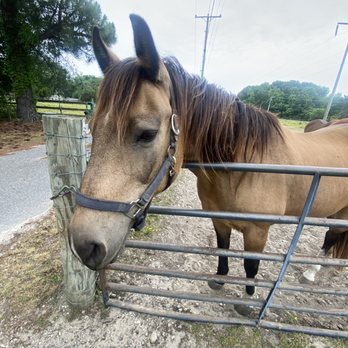 Horse & Hound - Pet Stores Near Me - Hampton, Virginia Horse & Hound - Pet Stores Near Me - Hampton, Virginia
