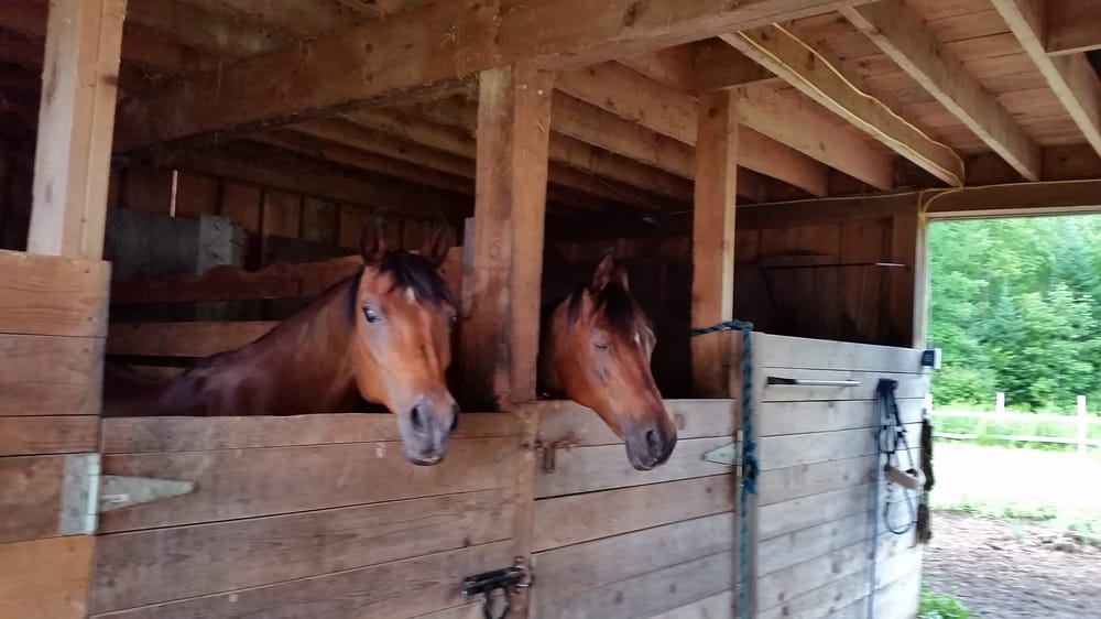 Mountain Mist Farm - equestrian in Kenduskeag, ME