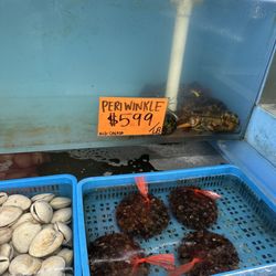 Live clam & Main robster