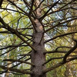Highland Woods - Large Pine