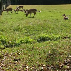 Englischer Garten Eulbach - Damwild