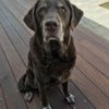 Kensington Veterinary Hospital gift card