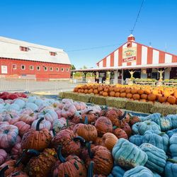 The Pumpkin Patch - Home of the pumpkins! Picking pumpkins since 1967 here at Portland's favorite Pumpkin Patch!