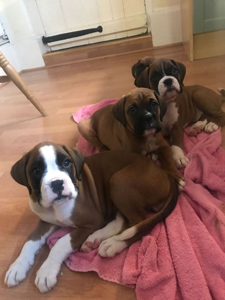 EXCEPTIONAL BOXER PUPPIES 21 Photos Charlotte, North Carolina Pet