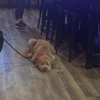 The Local - Bars Near Me - Charlotte, North Carolina