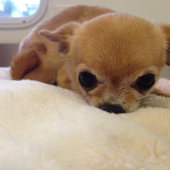 Bubbles & Bows - So itty bitty - Pet Groomers Near Me
