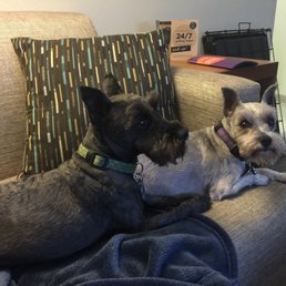Gargoyle and Griffyn, forever loved, always remembered Gargoyle and Griffyn, forever loved, always remembered