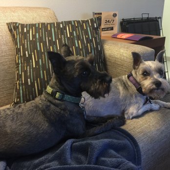 Heavenly Paws - Gargoyle and Griffyn, forever loved, always remembered - Pet Cremation Services Near Me - New Braunfels, Texas Heavenly Paws - Gargoyle and Griffyn, forever loved, always remembered - Pet Cremation Services Near Me - New Braunfels, Texas