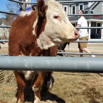 Maple Ridge Sugar House - a brown and white cow - Specialty Food Near Me - Loudon, New Hampshire