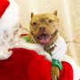 Photo of Bend Spay & Neuter Program