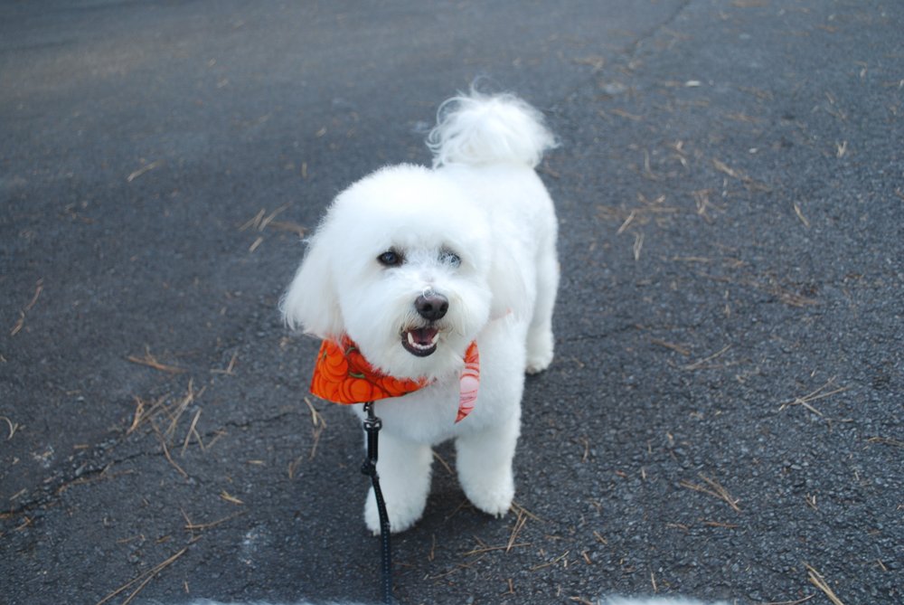 LUCKY PAWS PET GROOMING Updated September 2024 101 Frauenthal St