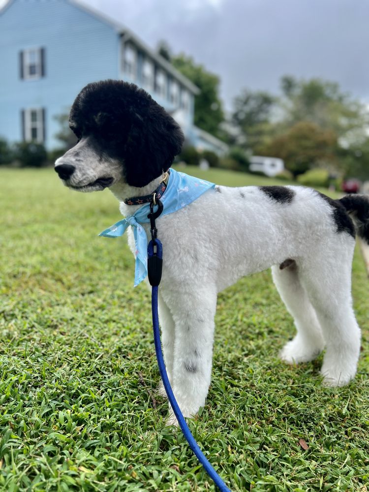 Doodle Doodle Grooming Salon