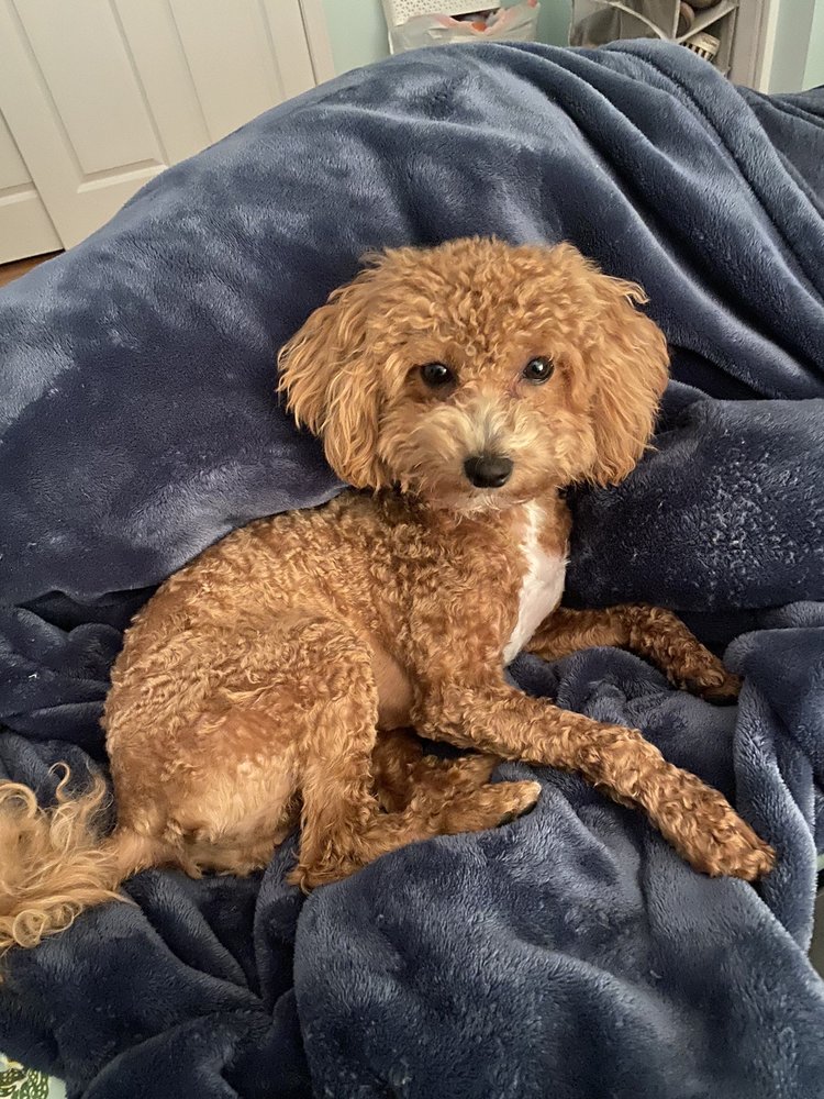 SHEAR MAGIC DOG SPA 315 Bridge St, Syracuse, New York Pet Groomers Phone Number Yelp