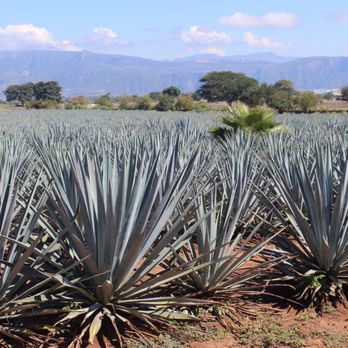 Hacienda José Cuervo - Distilleries Near Me - Tequila, JAL Hacienda José Cuervo - Distilleries Near Me - Tequila, JAL