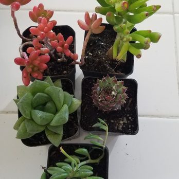 Sanchez Nursery - Nurseries & Gardening Near Me - Hollister, California Sanchez Nursery - Nurseries & Gardening Near Me - Hollister, California