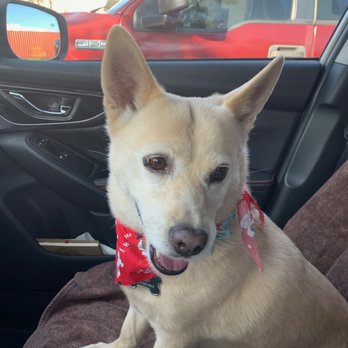 Ufuria - Happy Clean Roxy! - Pet Training Near Me - Rancho Cucamonga, California
