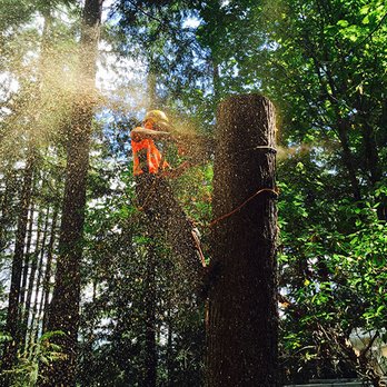 Grizzly Tree Experts - Tree Services Near Me - Vancouver, British Columbia