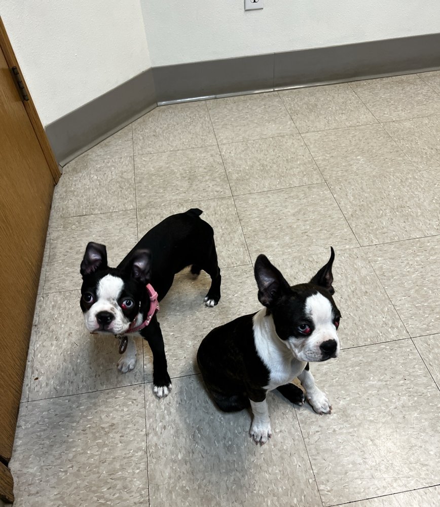 BUCKLEY VETERINARY HOSPITAL Updated August 2024 31 Reviews 28801