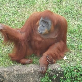 Memphis Zoo - Asking why? Why are you staring at me? - Zoos Near Me - Memphis, Tennessee Memphis Zoo - Asking why? Why are you staring at me? - Zoos Near Me - Memphis, Tennessee