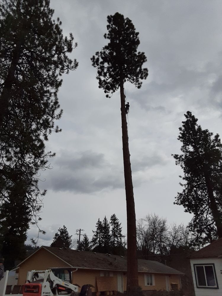 Professional Tree Care NW - tree service in Newman Lake, WA