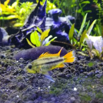 405 Tropical Fish - Most recent purchased from 405 TFS 12/05/2018 Healthy fish! - Local Fish Stores Near Me - Westminster, California 405 Tropical Fish - Most recent purchased from 405 TFS 12/05/2018 Healthy fish! - Local Fish Stores Near Me - Westminster, California