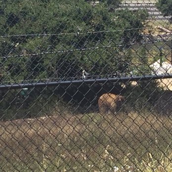 Knowland State Arboretum And Park - Bear's lair at the Oakland Zoo - Parks Near Me Knowland State Arboretum And Park - Bear's lair at the Oakland Zoo - Parks Near Me