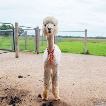 Sabamba Alpaca Ranch & Retail - Ranches Near Me - De Pere, Wisconsin Sabamba Alpaca Ranch & Retail - Ranches Near Me - De Pere, Wisconsin