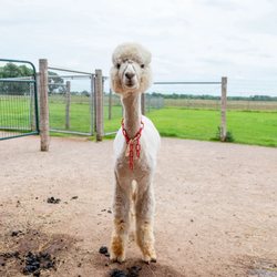 Sabamba Alpaca Ranch & Retail