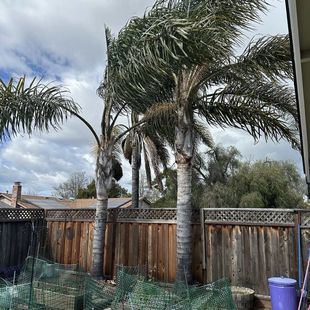 A & Y Expert Tree Service - Palms - before - Tree Services Near Me - San Jose, California A & Y Expert Tree Service - Palms - before - Tree Services Near Me - San Jose, California