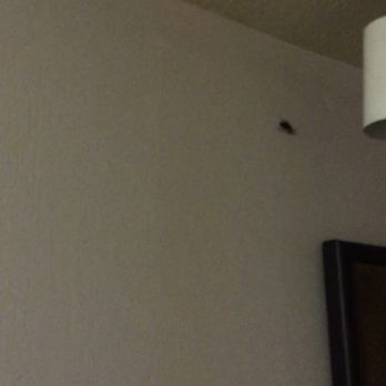 Shilo Inns - Yuma - Our pet ROACHIE.....RIP. - Hotels Near Me - Yuma, Arizona Shilo Inns - Yuma - Our pet ROACHIE.....RIP. - Hotels Near Me - Yuma, Arizona