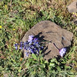 North Table Mountain - Picked wildflowers