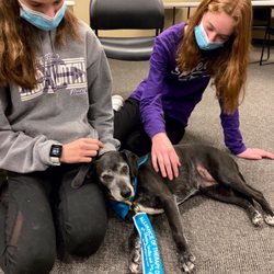 Karssen K9s - Therapy Dog visit at the Orange City Public Library!    Join us every month!